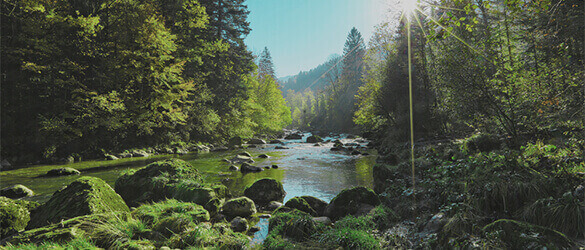 large river running through a forest on a sunny day